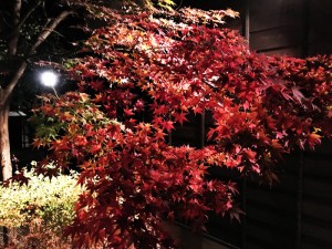 img_2852
